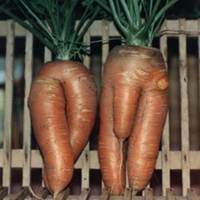pic for carrot funny